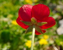 Persian Buttercup